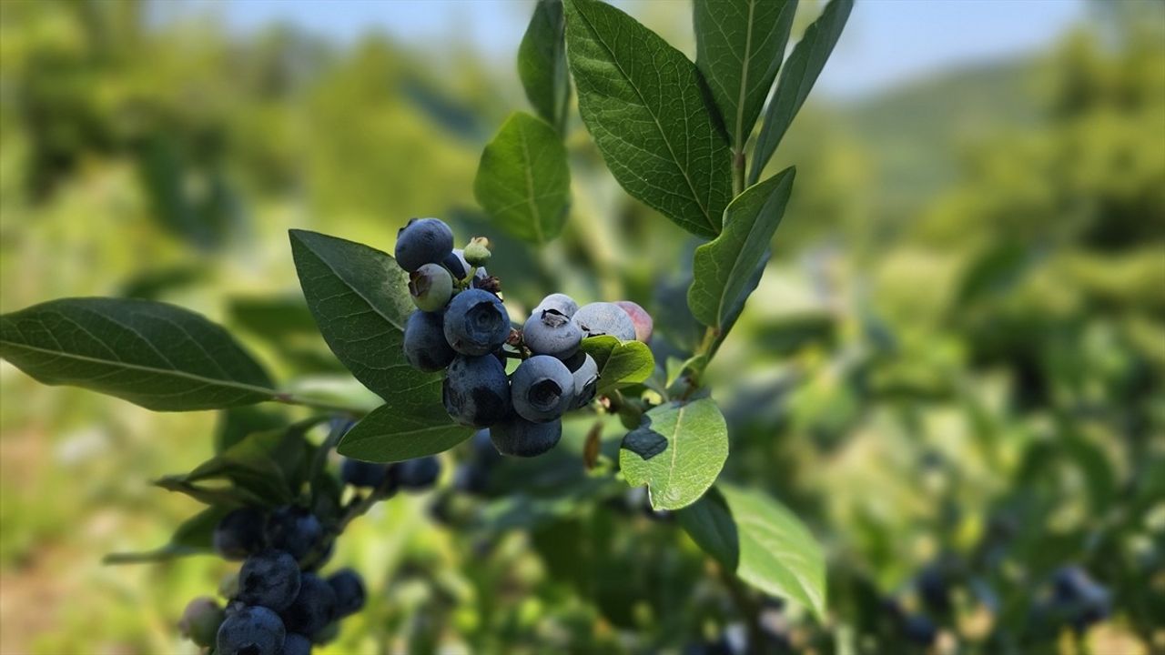 Emekli Doktorun 14 Yıllık Mavi Yemiş Yetiştiriciliği Başarı Hikayesi