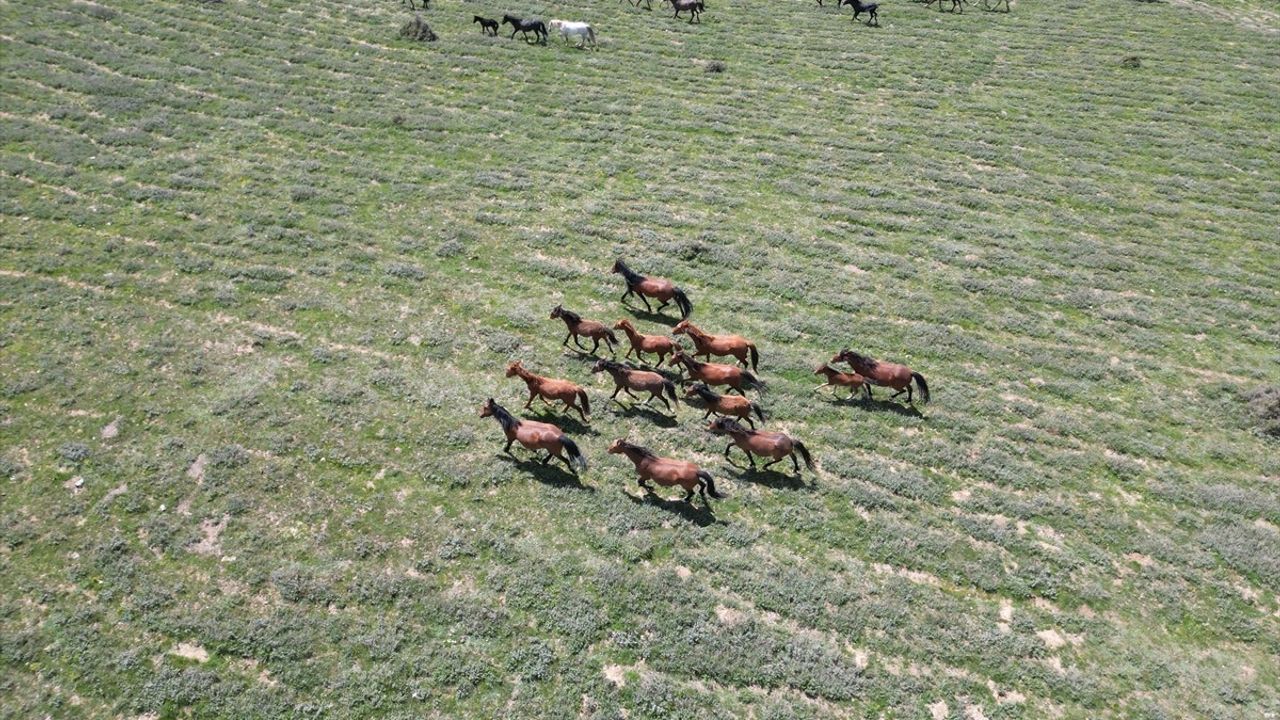 Emir Dağları'nda Yılkı Atları Dronla Görüntülendi