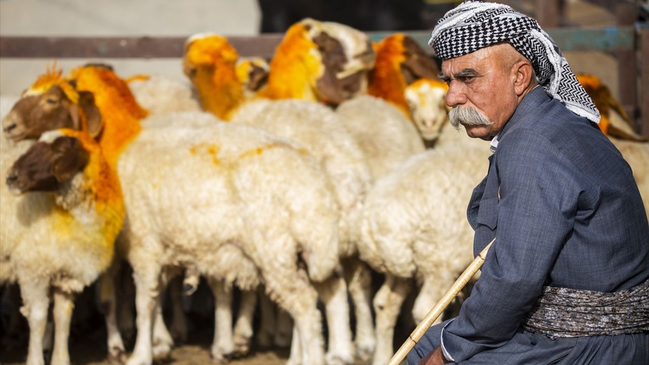 Erbil'de Kurbanlık Hayvan Satışları Bulaşıcı Hastalık ve Ekonomik Krizle Düşüyor