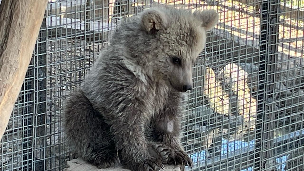 Erzurum'da Bulunan Yavru Boz Ayı, Sakarya Hayvanat Bahçesi'nde Rehabilite Ediliyor