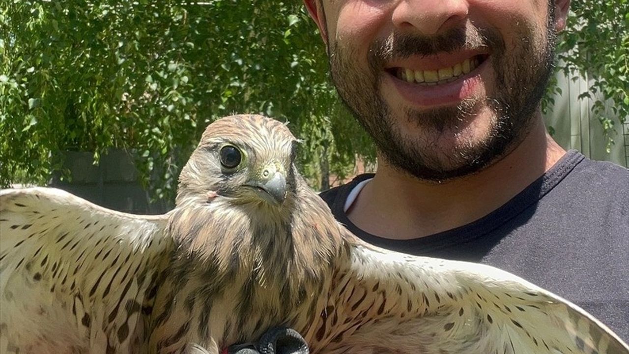 Erzurum'da Kerkenez Doğaya Kavuştu