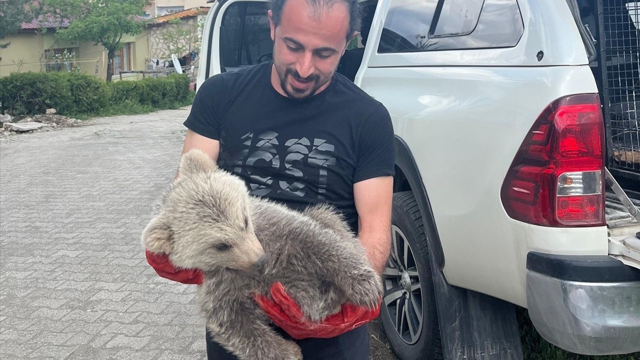 Erzurum'da Yavru Ayı Koruma Altına Alındı