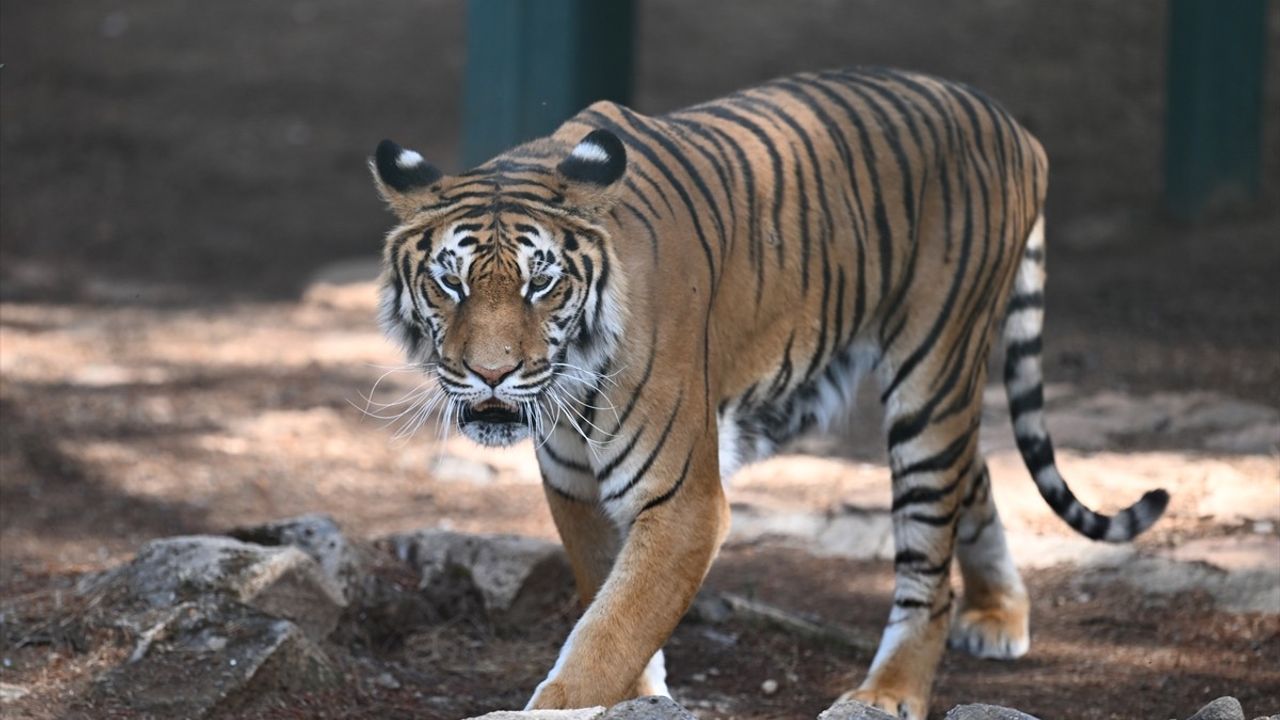 Gaziantep Doğal Yaşam Parkı Bayramda 90 Bin Ziyaretçi Ağırladı