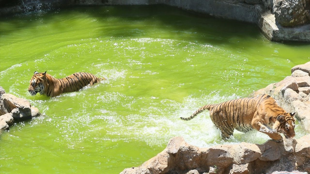 Gaziantep Hayvanat Bahçesi'nde Sıcaklara Özel Buzlu Kokteyller