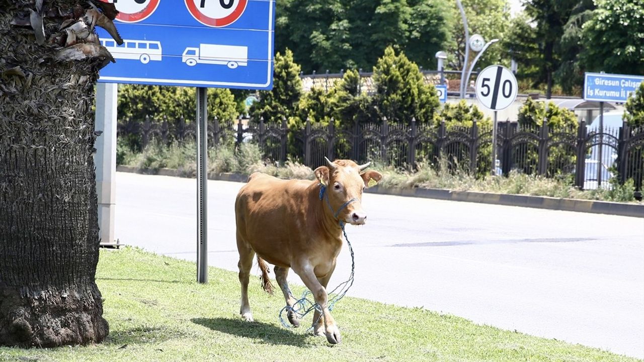 Giresun'da Kurbanlık Kaçışı: Denizde Yakalandı
