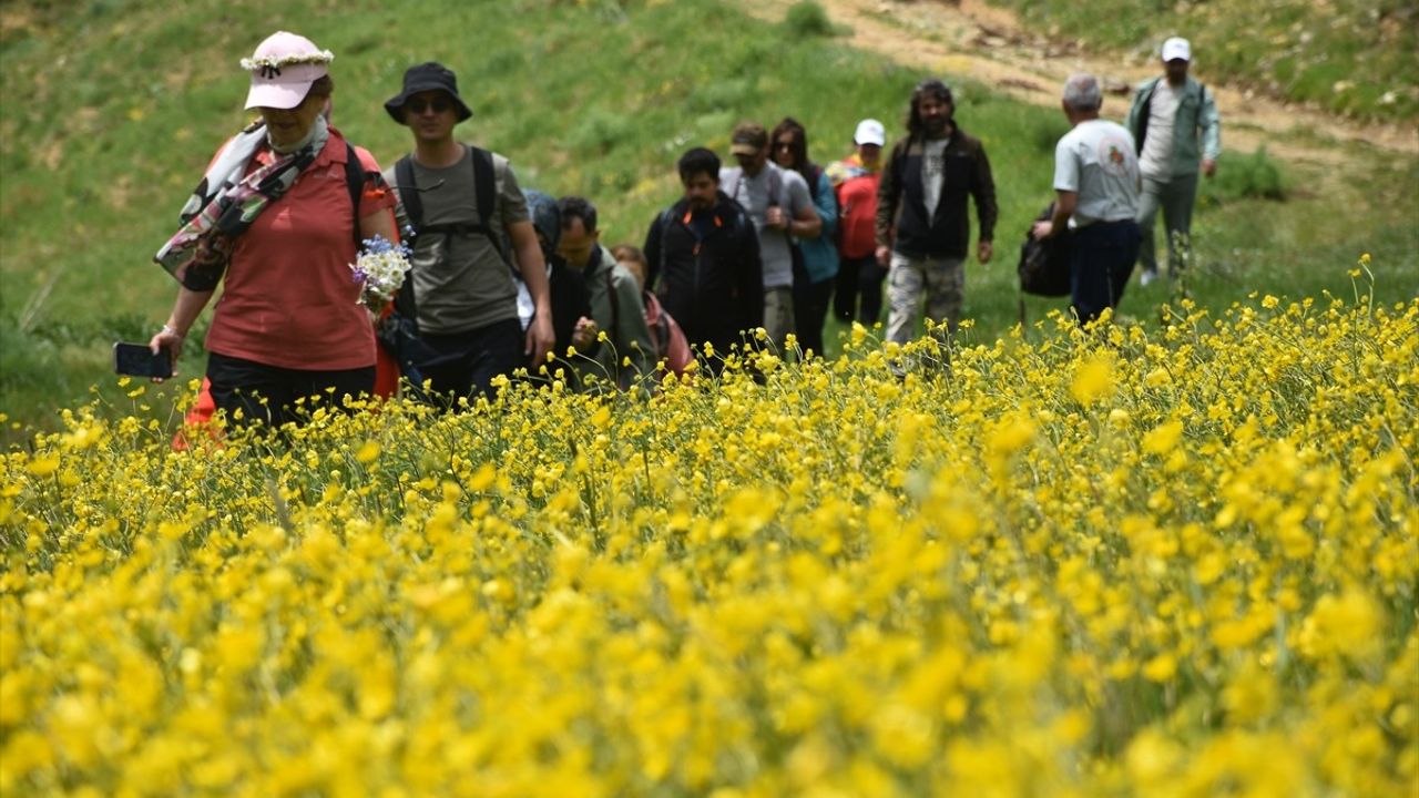 Gümüşhane'nin Sarıçiçek Köyü'nde Sarı Çiçekler Tarlaları Renklendiriyor