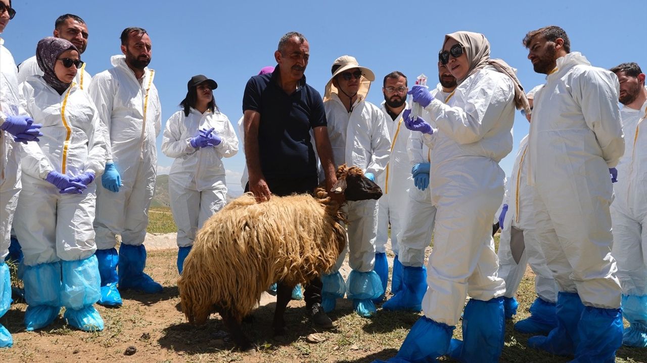 Hakkari'de Şap Hastalığı ve Koyun-Keçi Vebası İçin Saha Tatbikatı Düzenlendi