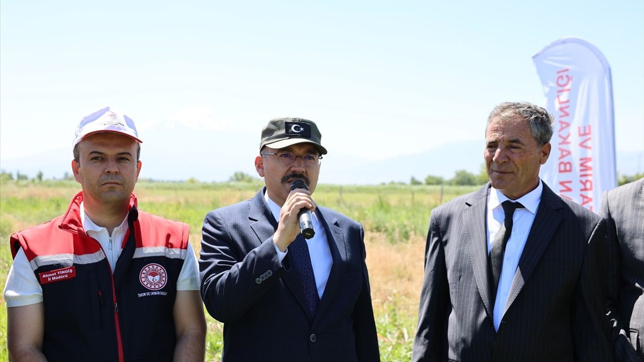 Iğdır'da Karpuz Hasadı Başladı: Vali Turan Açıklamalarda Bulundu