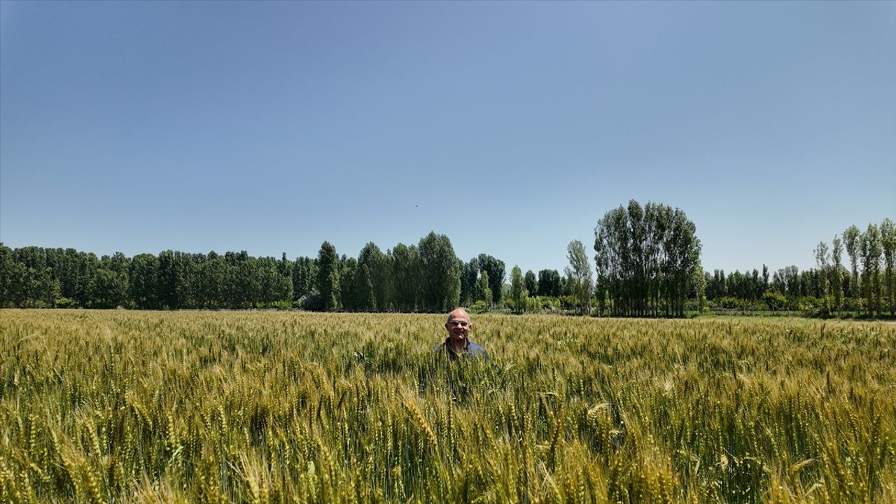 Iğdır'da Yerli Buğday Çeşidi 'Taner' Çiftçilerin Umudu Oldu