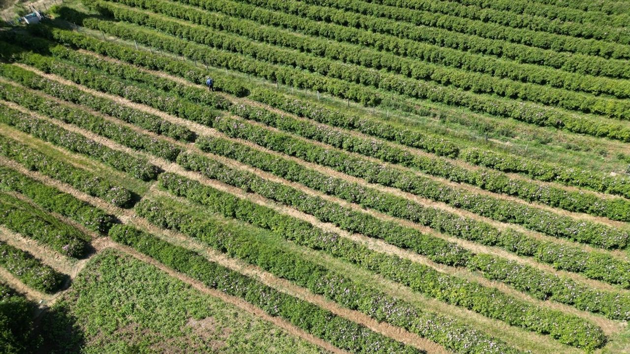 Isparta'nın Yaylalarında Gül Hasadı Devam Ediyor