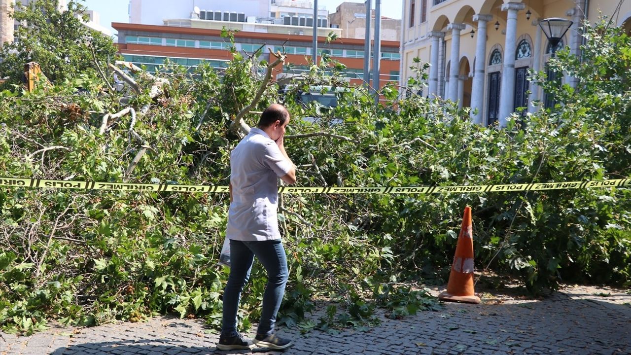 İzmir'deki Asırlık Çınar Devrildi: Güvenlik Kamerası Anbean Kaydetti