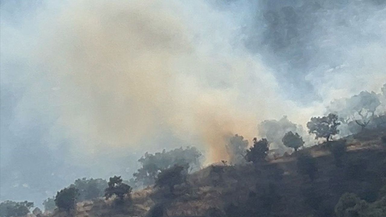 İzmir'deki Zeytinlik Yangını Kontrol Altına Alındı