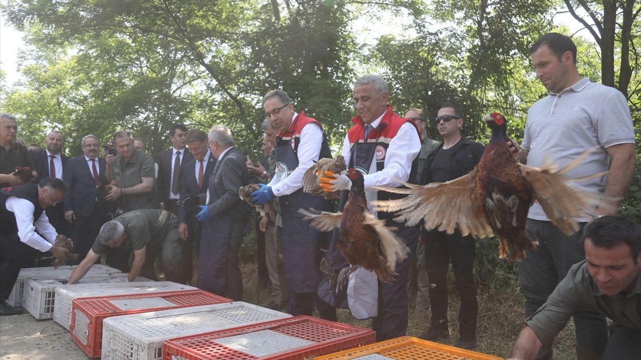 Kahverengi Kokarca ile Mücadelede Biyolojik Yöntemler: 15 Bin Samuray Arısı Doğaya Salındı
