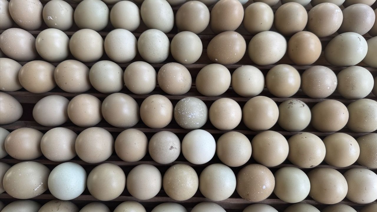 Karadeniz'de Kahverengi Kokarca ile Mücadele İçin 3 Bin Sülün Doğaya Salınacak