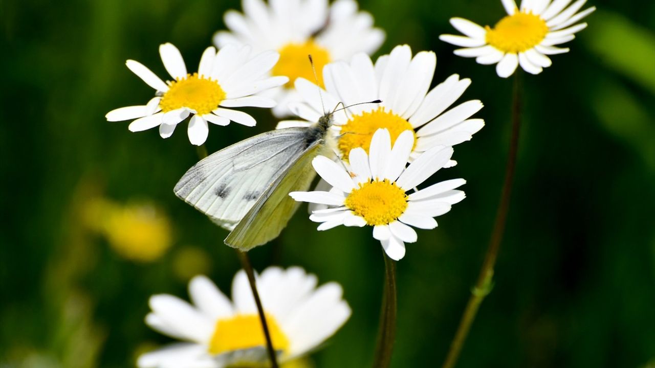 Kars'ın Yüksek Kesimleri Rengarenk Çiçeklerle Bezlendi
