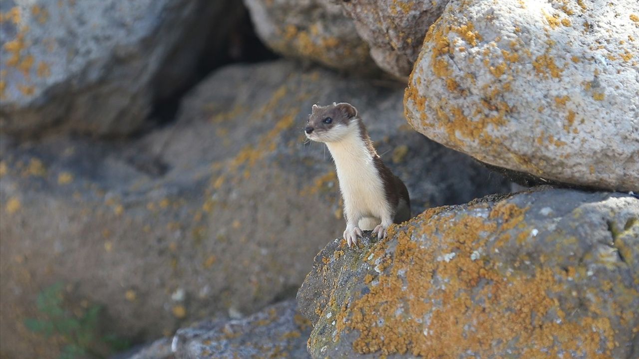 Kars Kırsalında Koruma Altındaki Gelincik Görüntülendi