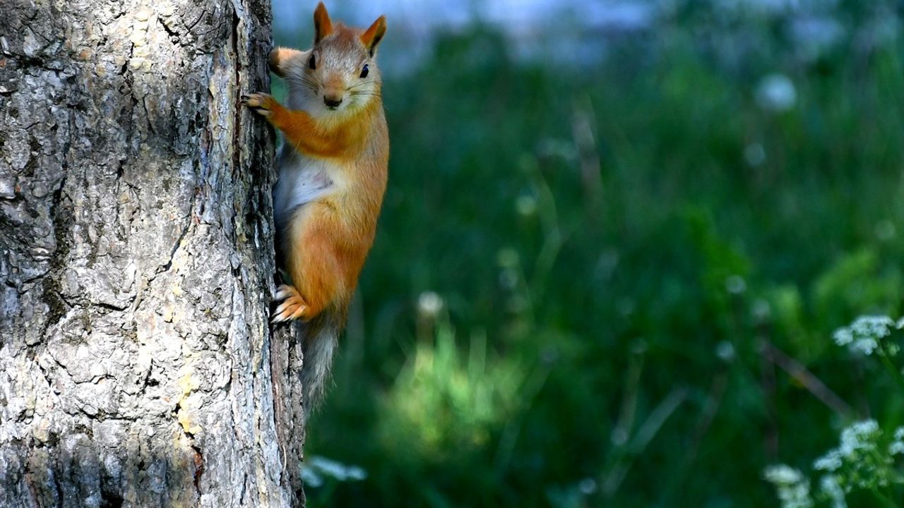 Kars'ta Kızıl Sincaplar Millet Bahçesini Canlandırdı