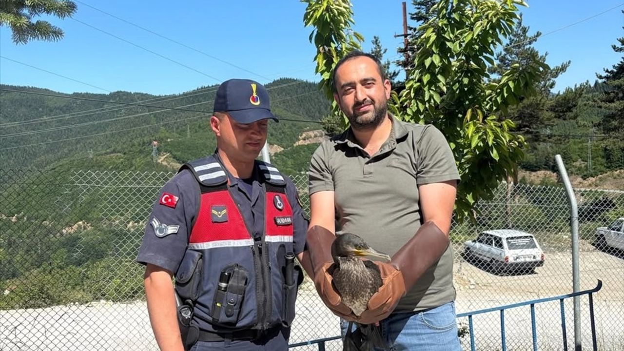 Kastamonu'da Yaralı Kuşlar Doğaya Kavuştu