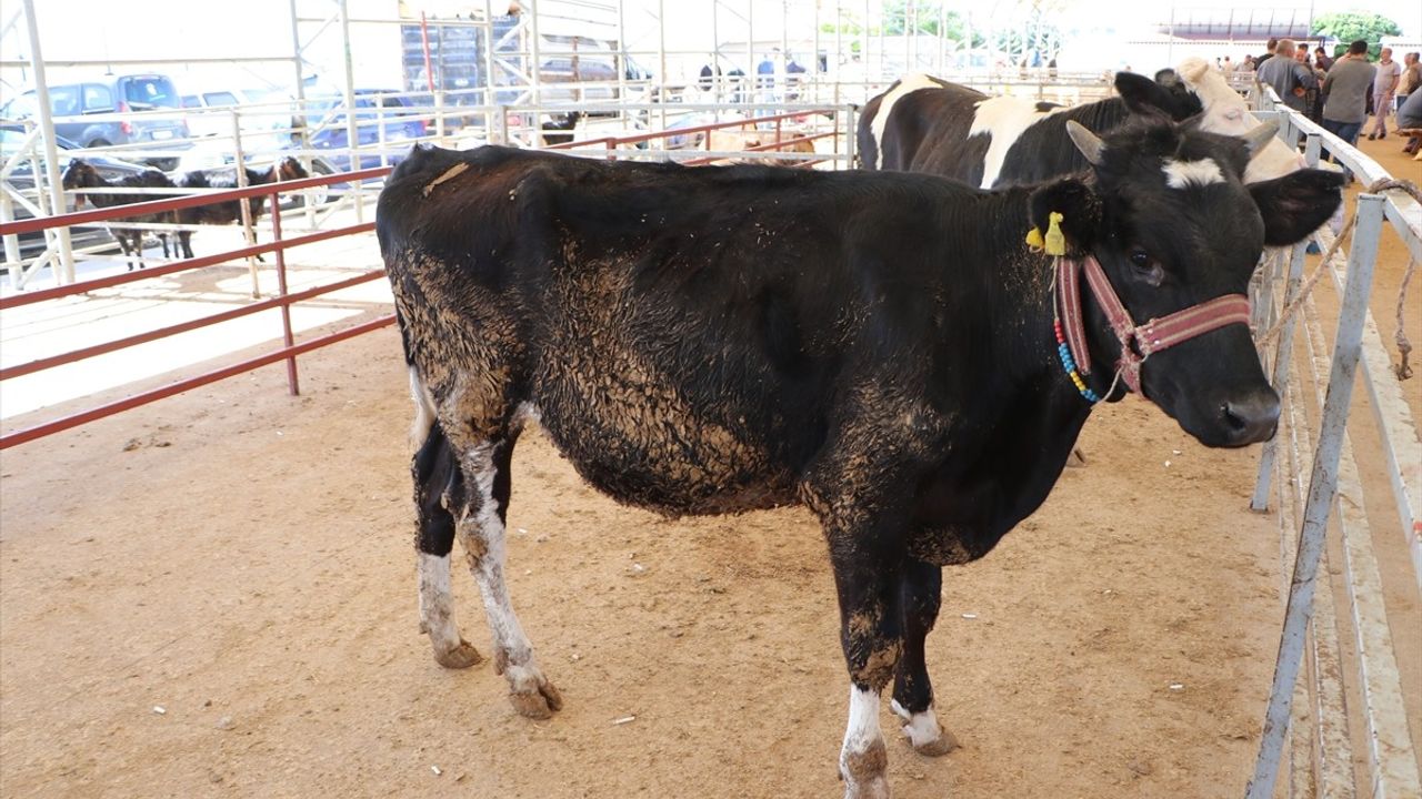 Kilis'teki Hayvan Pazarında Kurbanlık Satışları Başladı