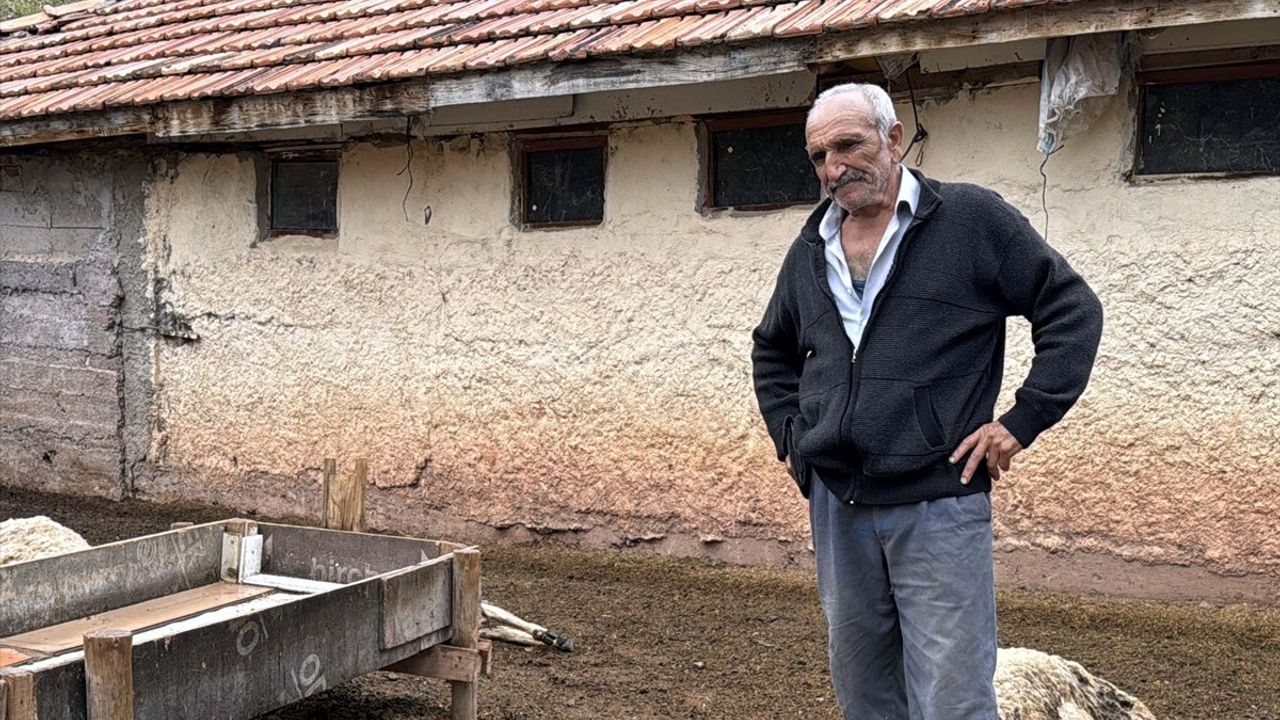 Kırıkkale'de Kurtların Saldırısında 18 Küçükbaş Hayvan Telef Oldu