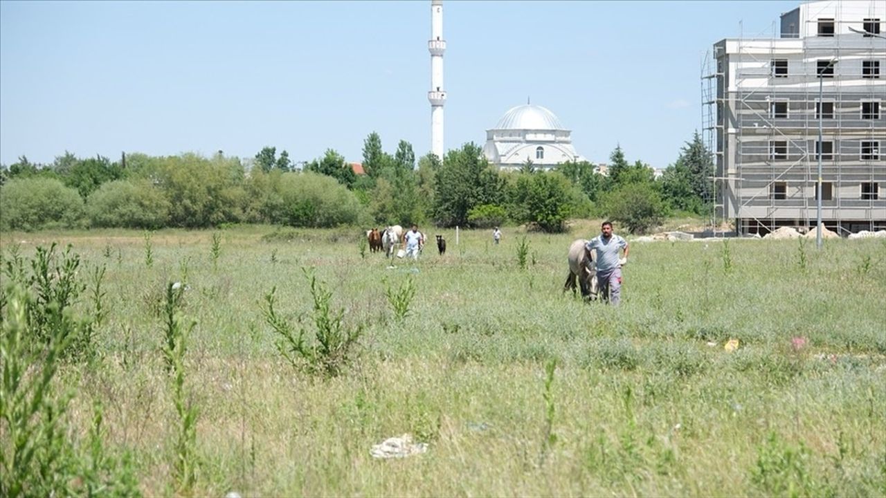 Kırklareli’de Başıboş Atlar Toplandı ve Rehabilitasyona Alındı