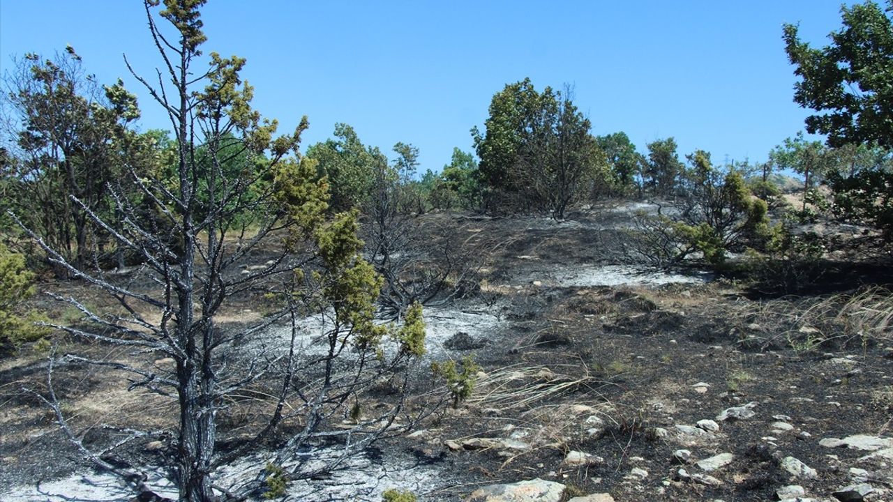 Kırklareli'nde Ceviz Bahçesinde Yangın Kontrol Altına Alındı