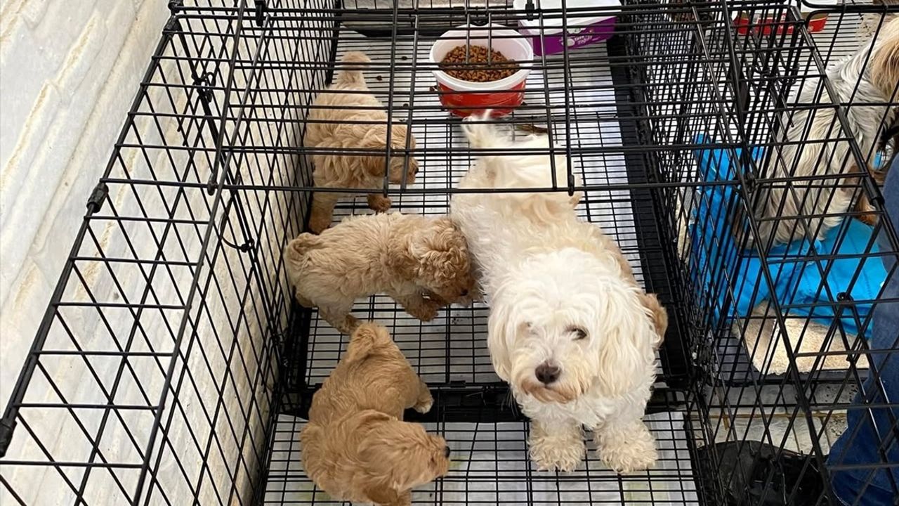 Kırklareli'nde Kaçak Köpek Ticareti: 12 Hayvan Koruma Altında