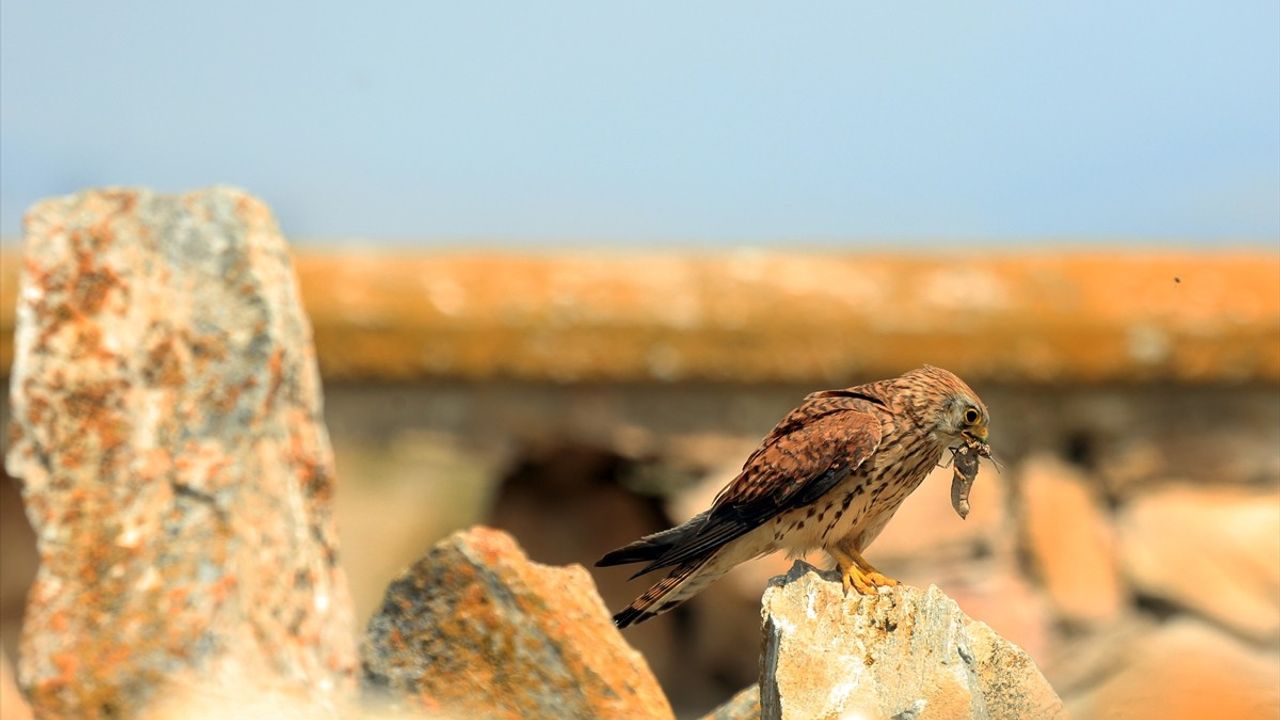 Konya'da Kerkenezlerin Av Mesaisi