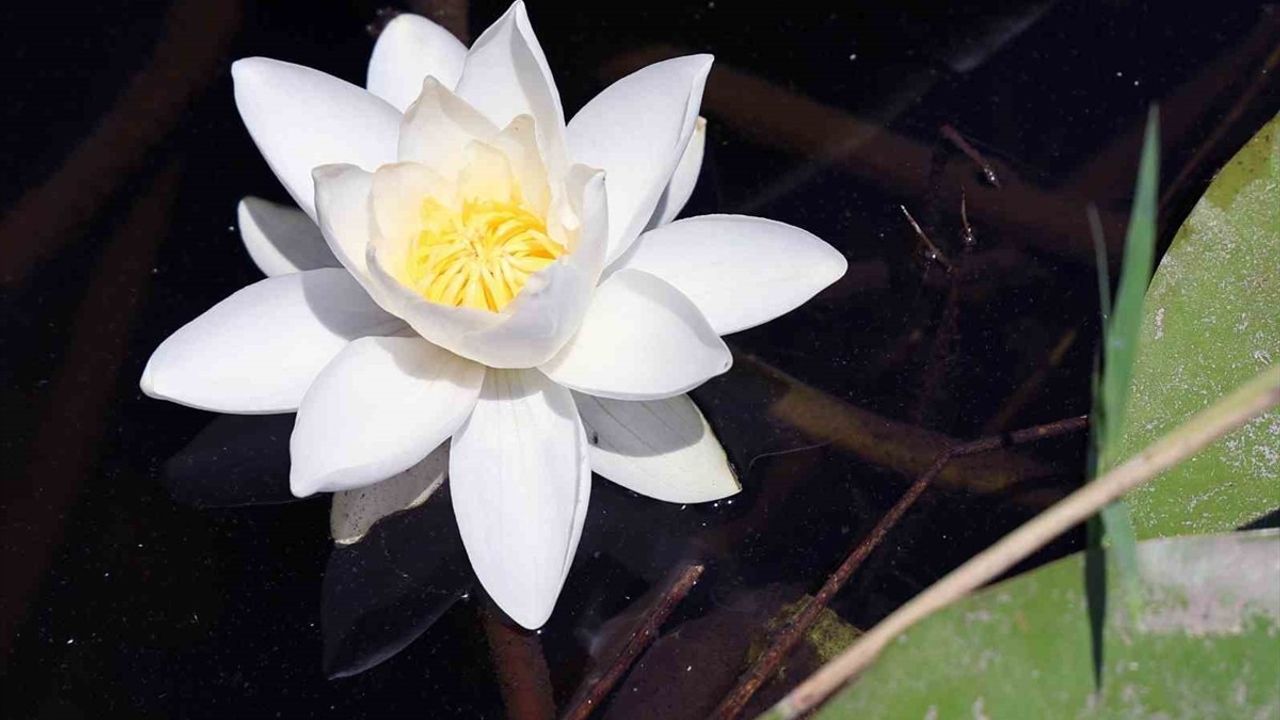 Köyceğiz Gölü’nde Beyaz Nilüfer Çiçeği: Doktora Tezi Konusu Oldu