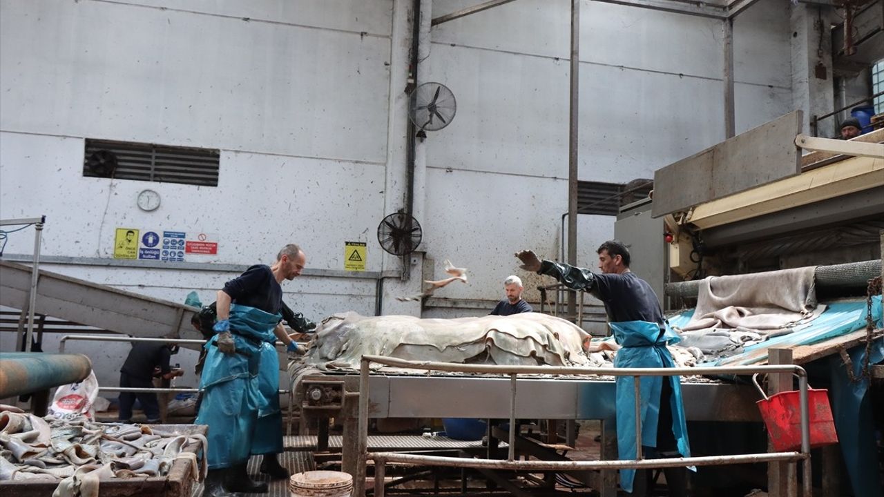 Kurban Derilerinin Doğru İşlenmesi Ekonomiye Milyonlarca Dolar Katkı Sağlayacak