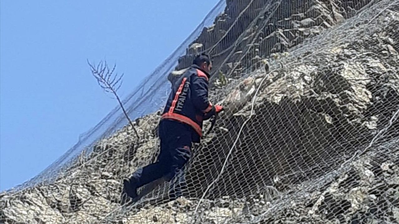 Malatya'da Koruma Tellerine Takılan 2 Yaban Keçisi Kurtarıldı