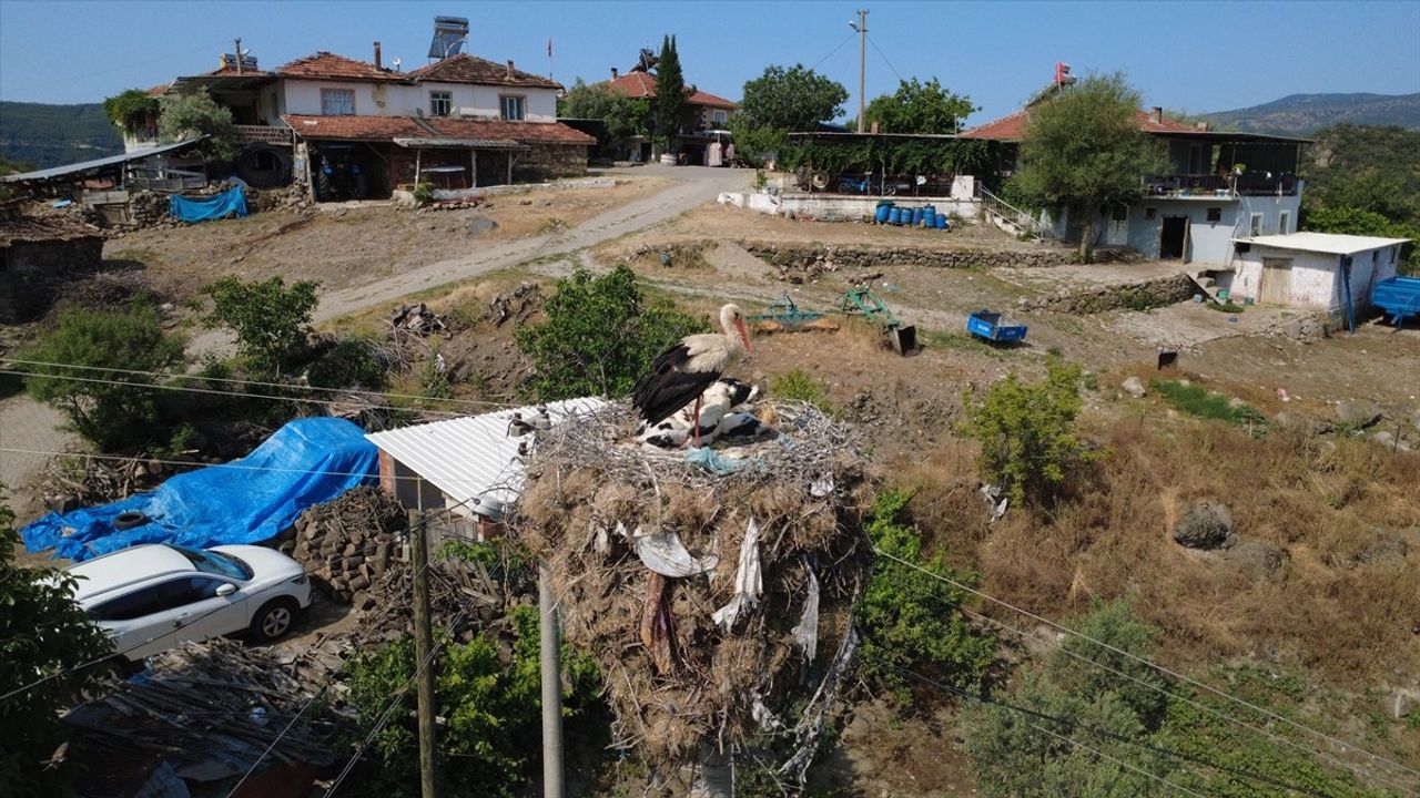 Manisa'da Leylekler İçin Enerji Hattı Değiştirildi