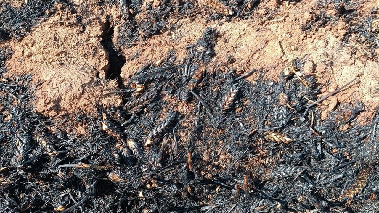 Mardin'de 400 Dekar Buğday Alanı Yanarak Zarar Gördü