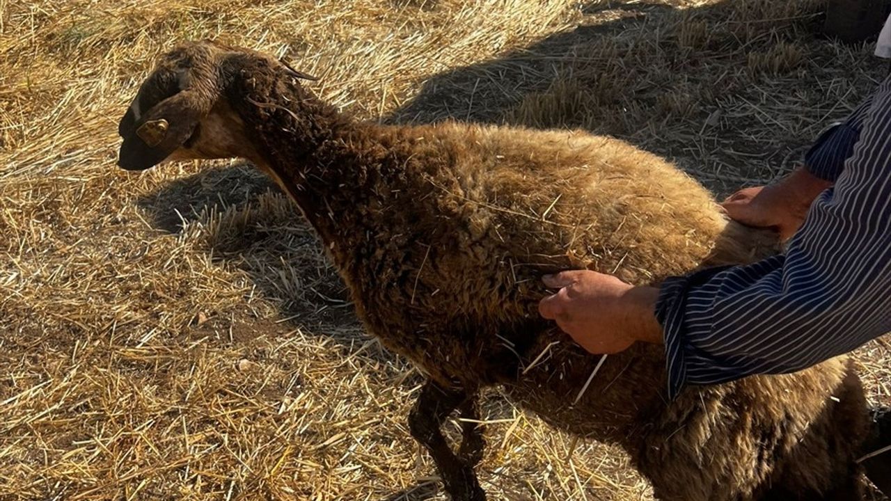 Mardin'de Kuyuya Düşen Koyun İtfaiye Tarafından Kurtarıldı