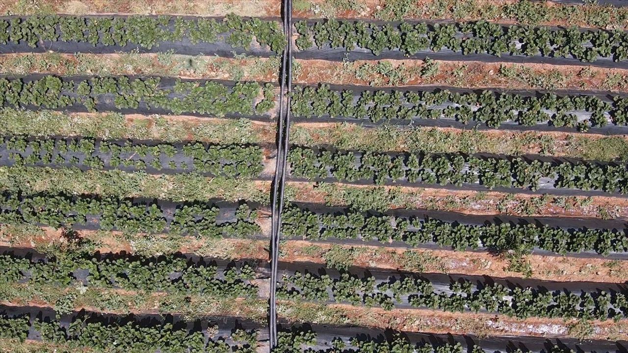 Muğla'da Çilek Hasadı: Üreticilere Yüz Güldüren Verim ve Fiyat