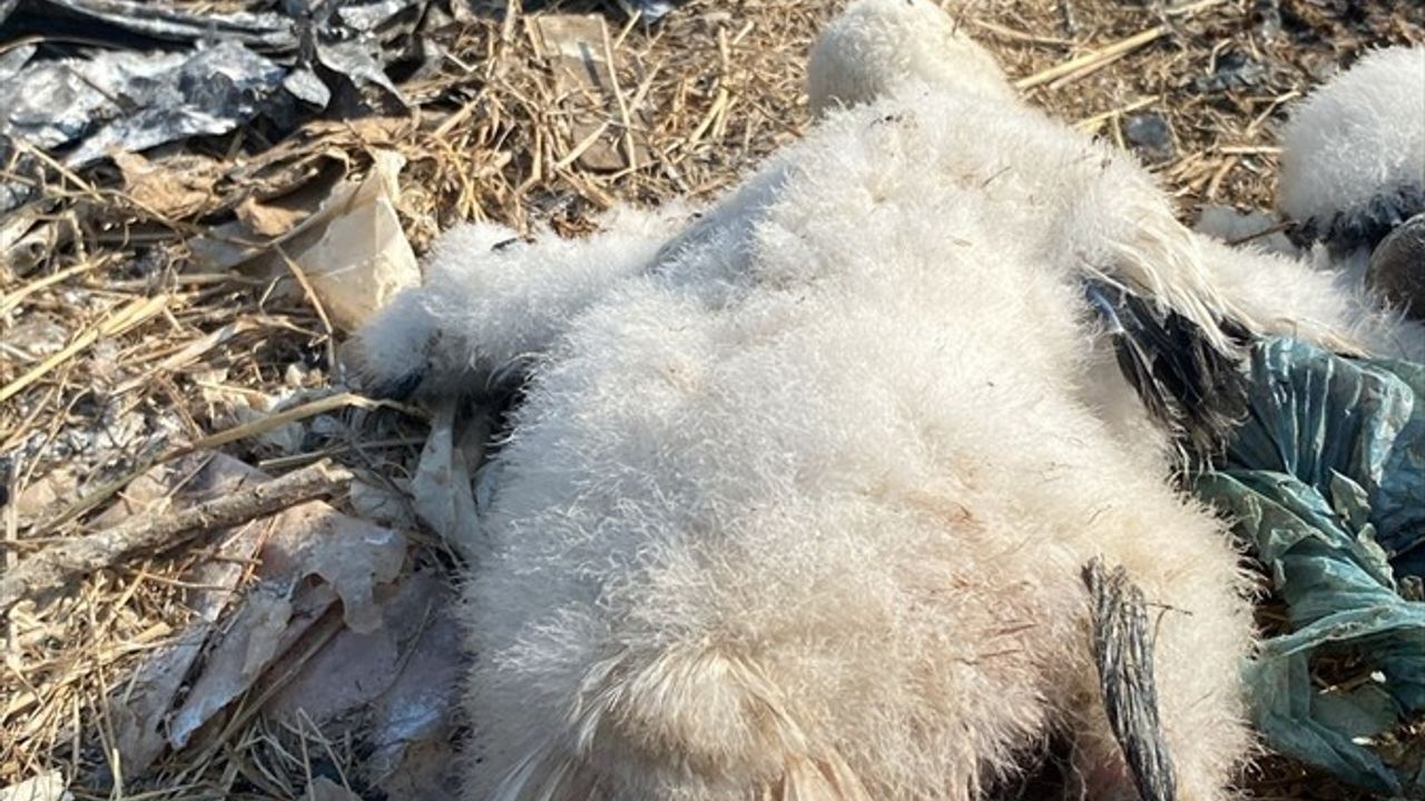 Muğla'daki Leylek Yavruları İtfaiye Ekipleri Tarafından Kurtarıldı