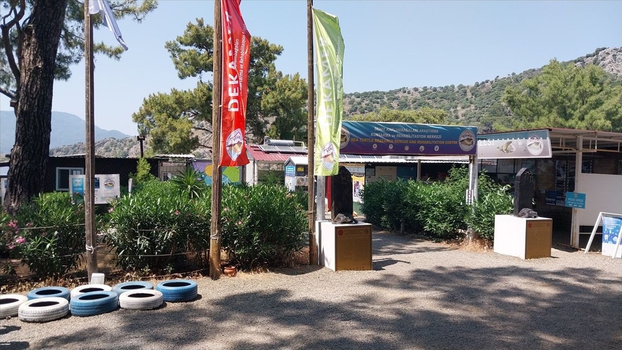Muğla İztuzu Plajı'nda Caretta Caretta Yuvaları 300'e Ulaştı