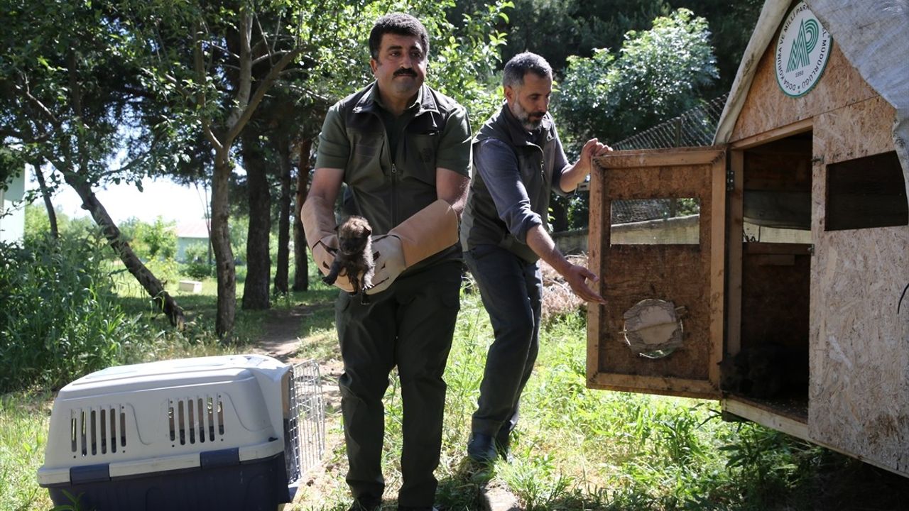 Muş'ta 4 Kurt Yavrusu Koruma Altına Alındı