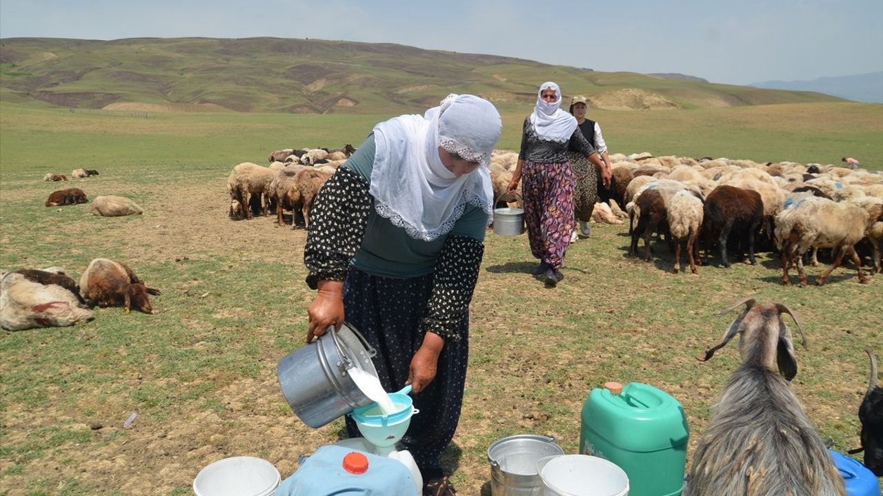 Muş'ta Berivanlar Süt Sağmak İçin Traktör Römorkunda Uzun Yolculuk Yapıyor