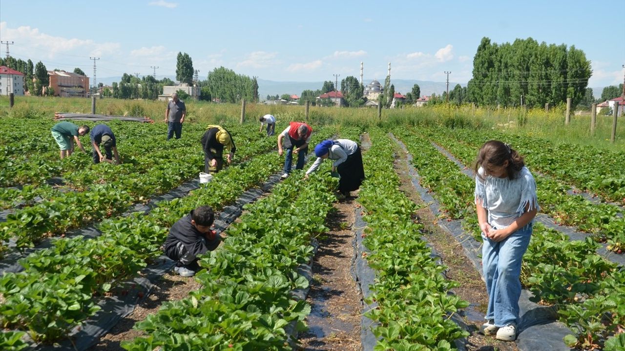 Muş'ta Çilek Hasadı Başladı: Hasköy'de Üreticiler Göz Dolduruyor