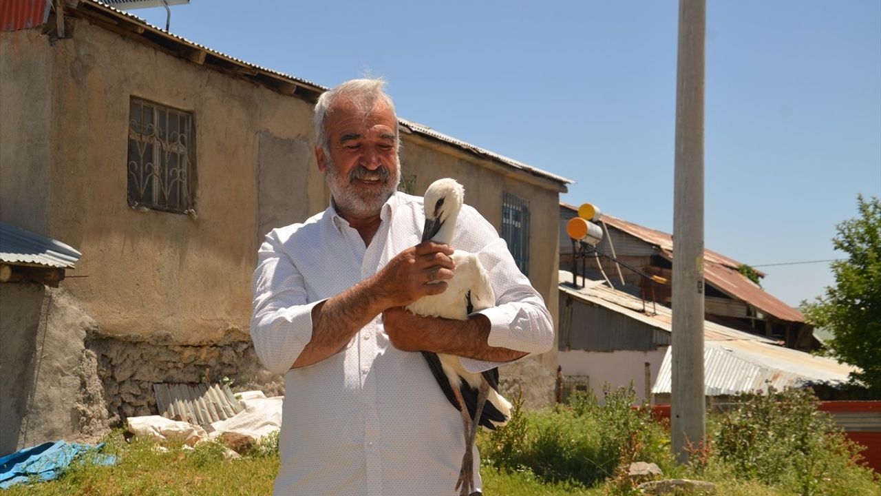 Muş'ta Düşen Leylek Yavrusu Tedavi Ediliyor
