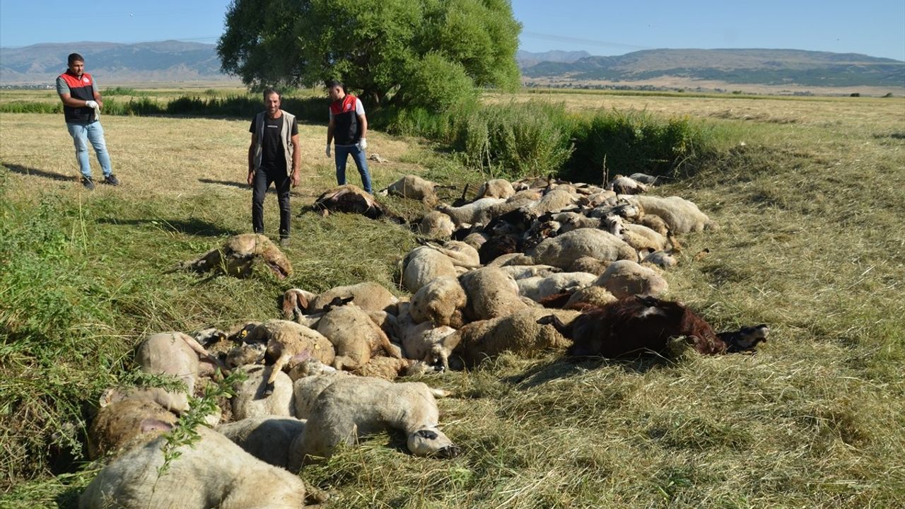 Muş'ta Gece Koyun Trajedisi: 150 Koyun Telef Oldu