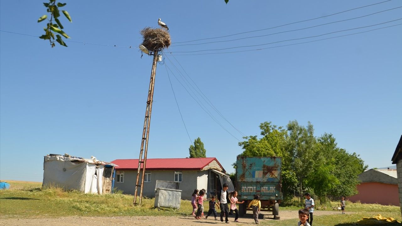 Muş'ta Leylekler Yavrularını Sulak Alanlardan Getirdikleri Yiyeceklerle Besliyor