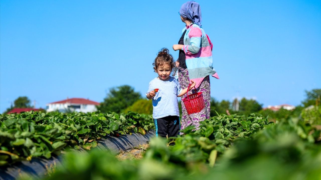 Otomasyon Mühendisi Bilal Mat, Organik Çilek Üretimine Geçti