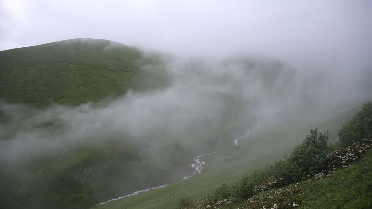 Rize'de 20. Dağ Horozu Şenliği Yoğun İlgiyle Gerçekleşti