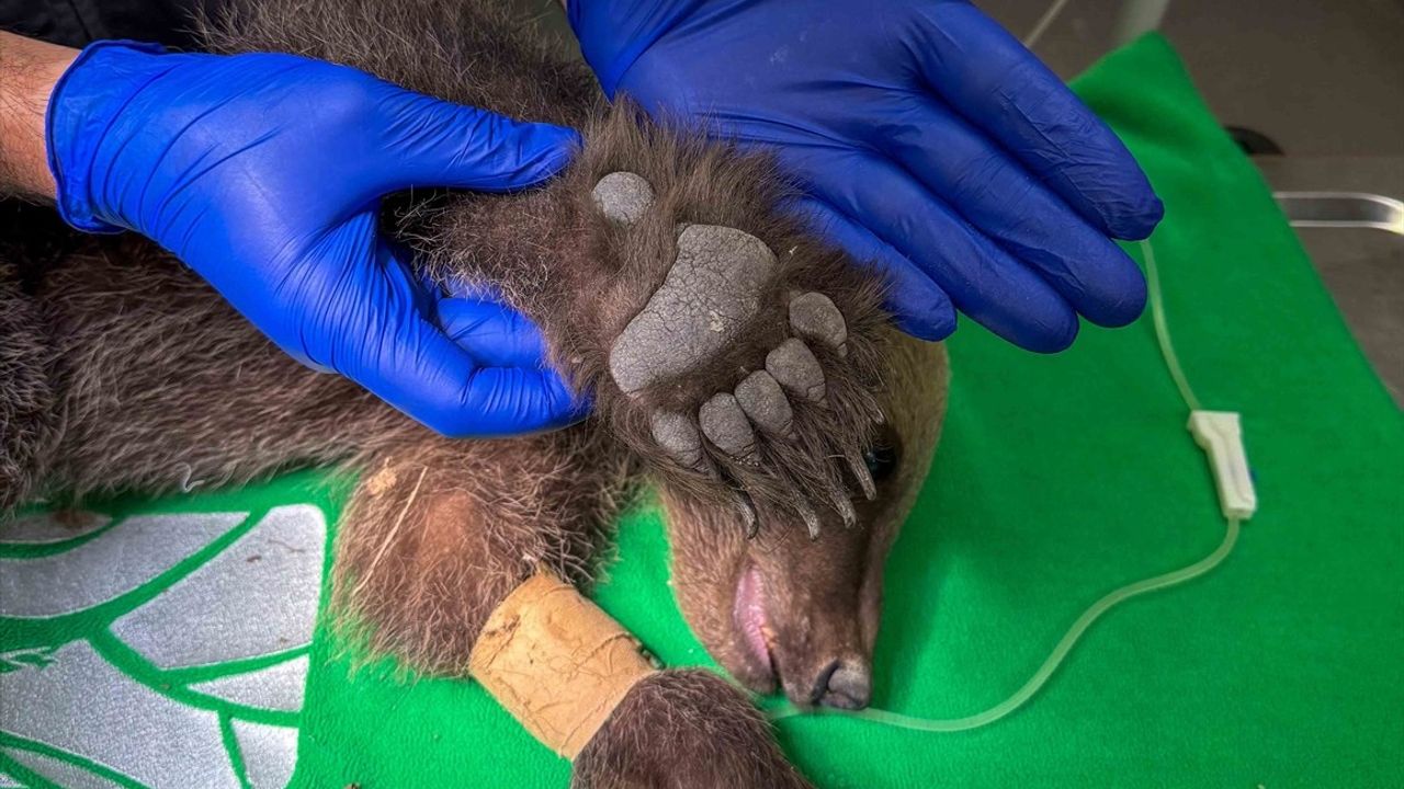 Sakarya'da Bulunan Boz Ayı, Ormanya'da Tedavi Altına Alındı