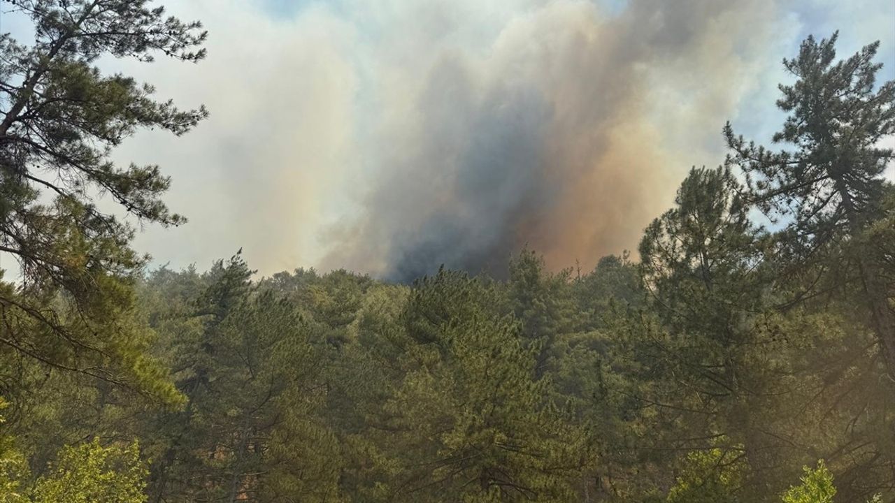 Sakarya'daki Orman Yangınına Hızla Müdahale Ediliyor