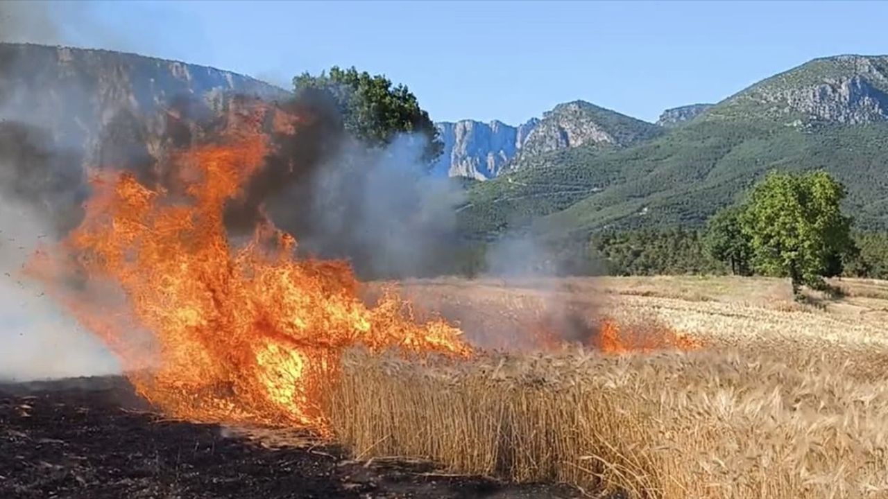 Samsun Vezirköprü'de Yangın: 11 Dönüm Buğday Arazisi Zarar Gördü