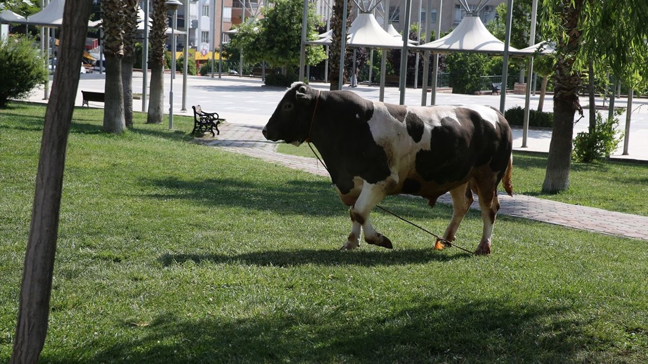 Şanlıurfa'da Kaçan Kurbanlık Boğa Parkta Yakalandı