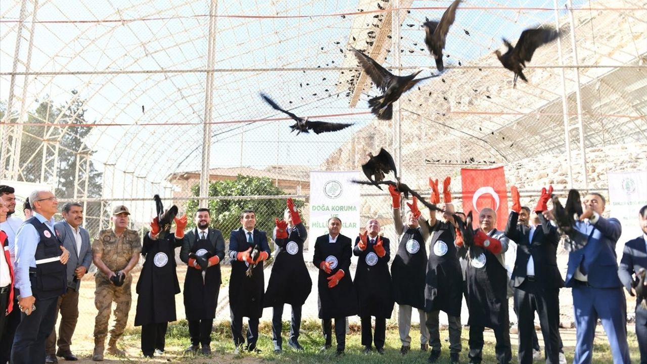 Şanlıurfa'da Nesli Tükenme Tehlikesindeki 45 Kelaynak Doğaya Salındı